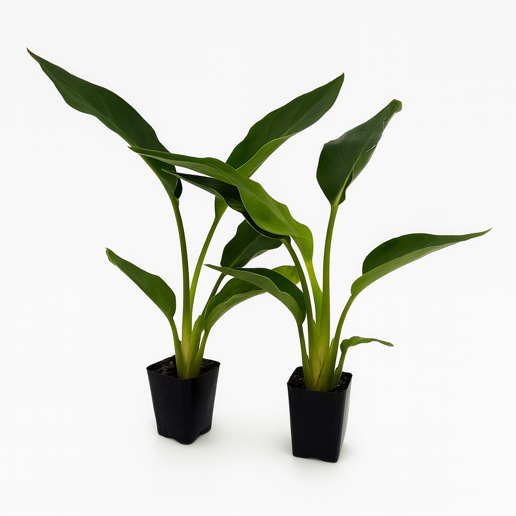 Strelitzia reginae Bird of Paradise houseplant for modern home decor
