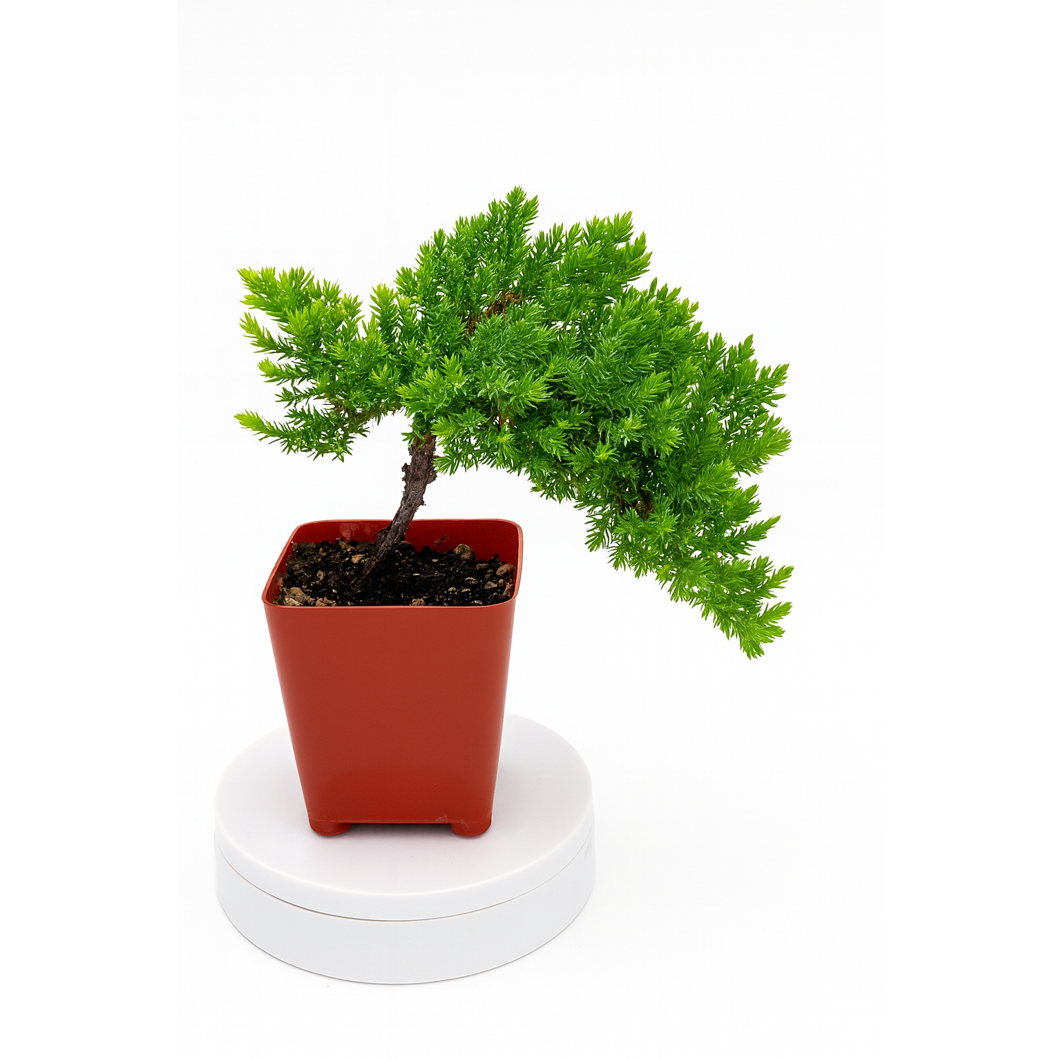 "Juniper Procumbens Nana bonsai – a hardy, beginner-friendly evergreen bonsai tree with lush green foliage, perfect for indoor decor, outdoor training, and styling."