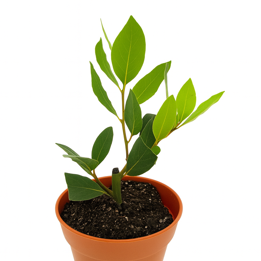 Laurus nobilis bay laurel plant for indoor or outdoor herb garden, natural organic spice source