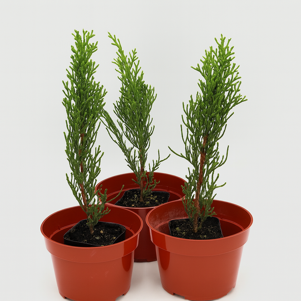 talian Cypress tree in pot – Cupressus Sempervirens tall evergreen