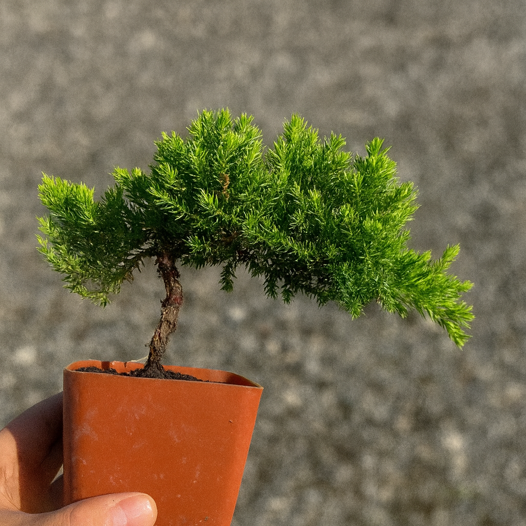 "Evergreen Juniper Procumbens Nana bonsai with cascading branches, ideal for indoor decor or outdoor bonsai training."