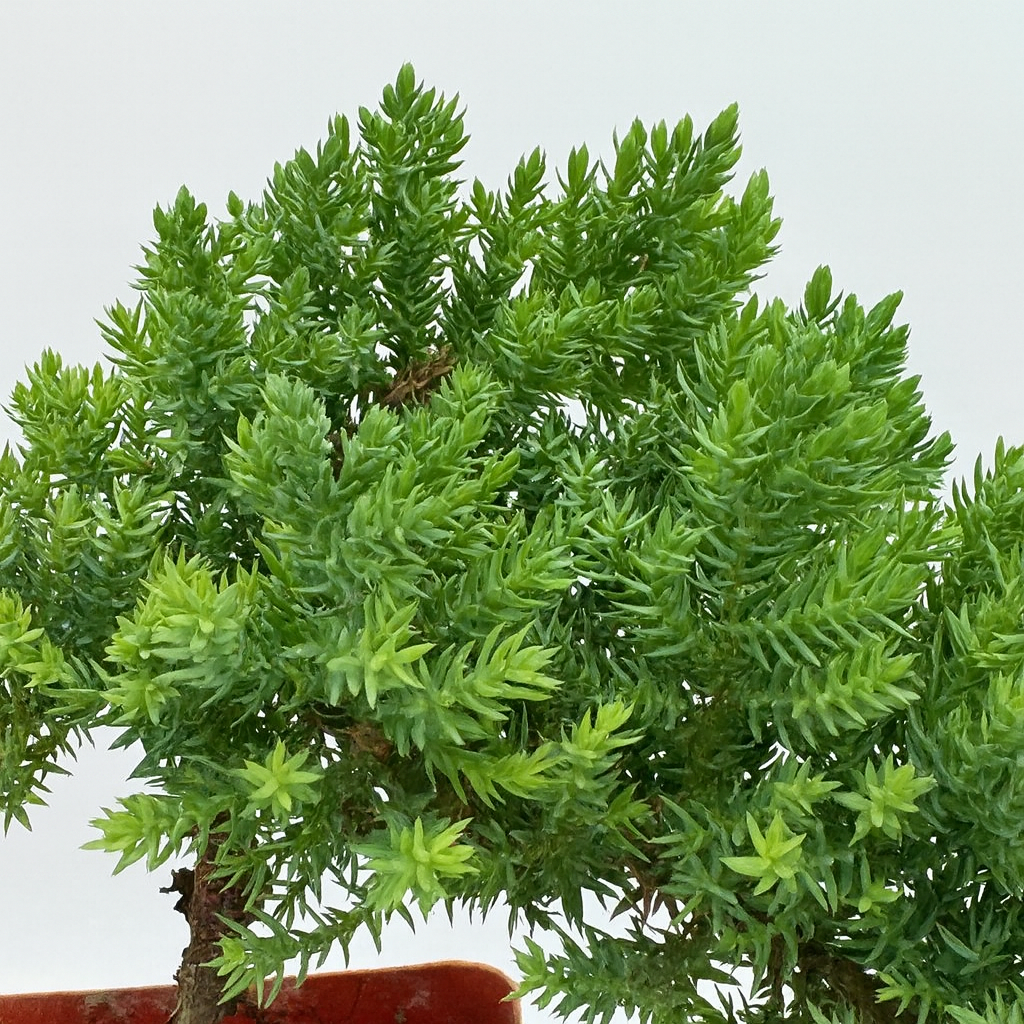 "Beginner-friendly Juniper Procumbens Nana bonsai tree with dense evergreen foliage in a decorative training pot."