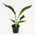 Bird of Paradise plant (Strelitzia reginae) with vibrant orange and blue flowers in decorative pot