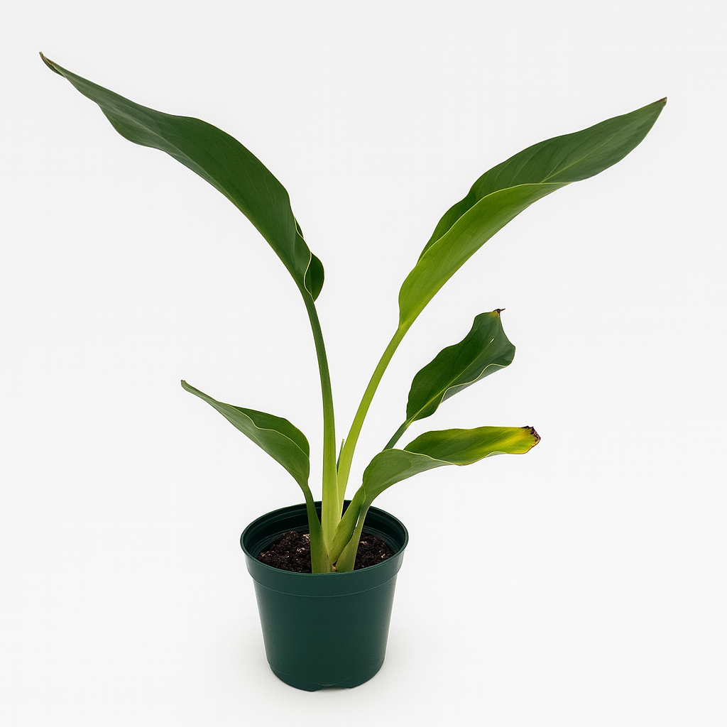 Bird of Paradise plant (Strelitzia reginae) with vibrant orange and blue flowers in decorative pot