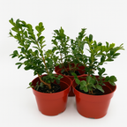 Buxus Green Beauty hedge plant in pot with dense green foliage