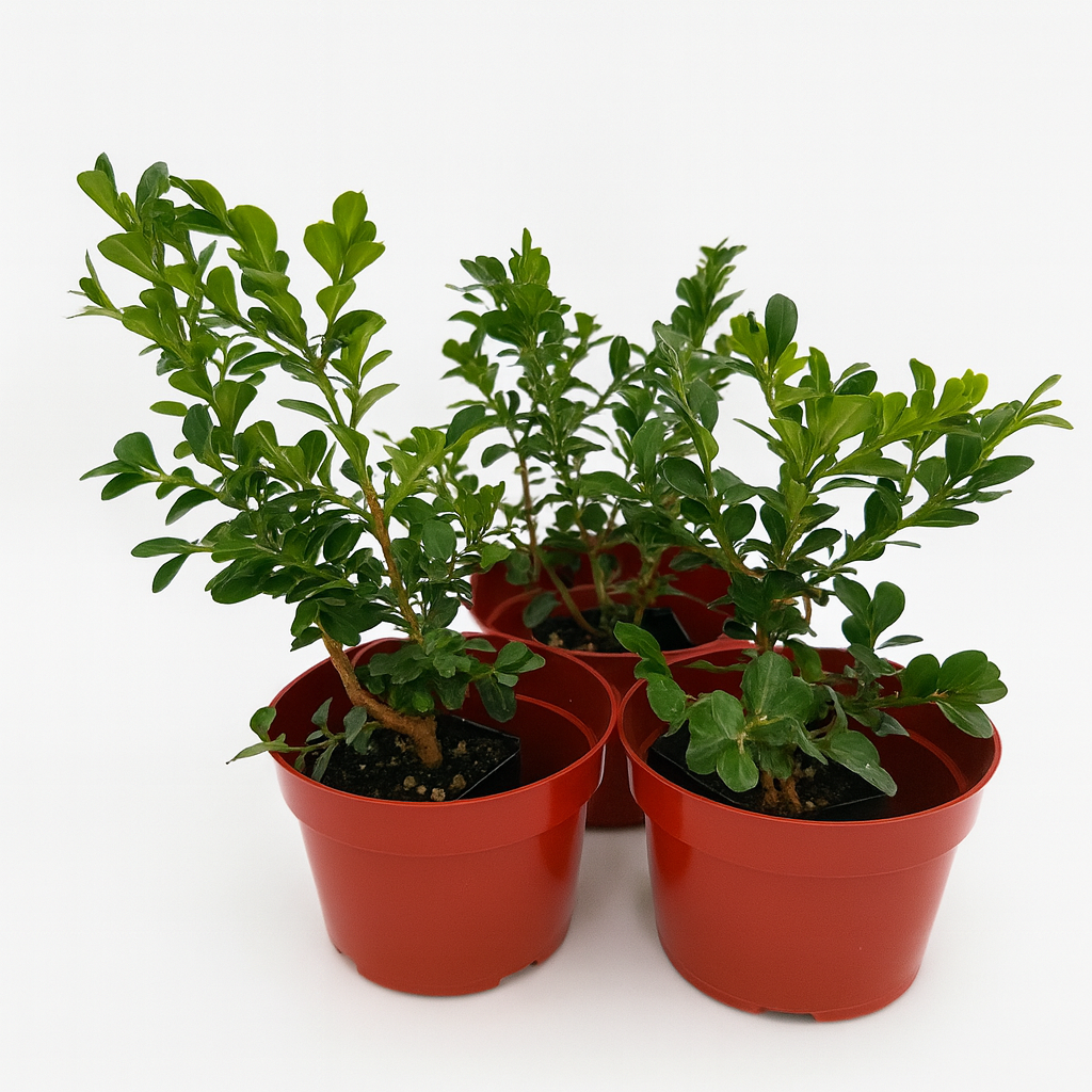 Buxus Green Beauty hedge plant in pot with dense green foliage