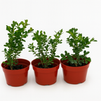 Buxus Green Beauty boxwood planted as a formal hedge