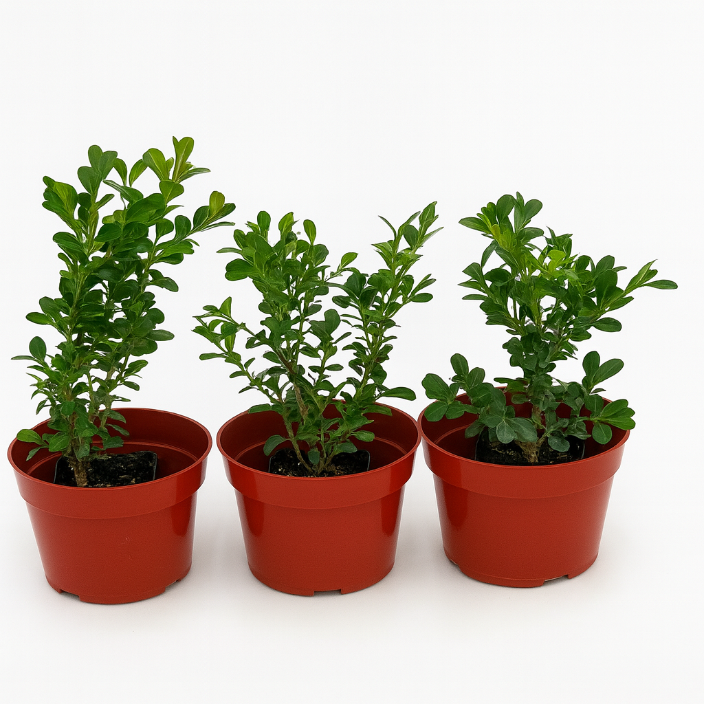 Buxus Green Beauty boxwood planted as a formal hedge