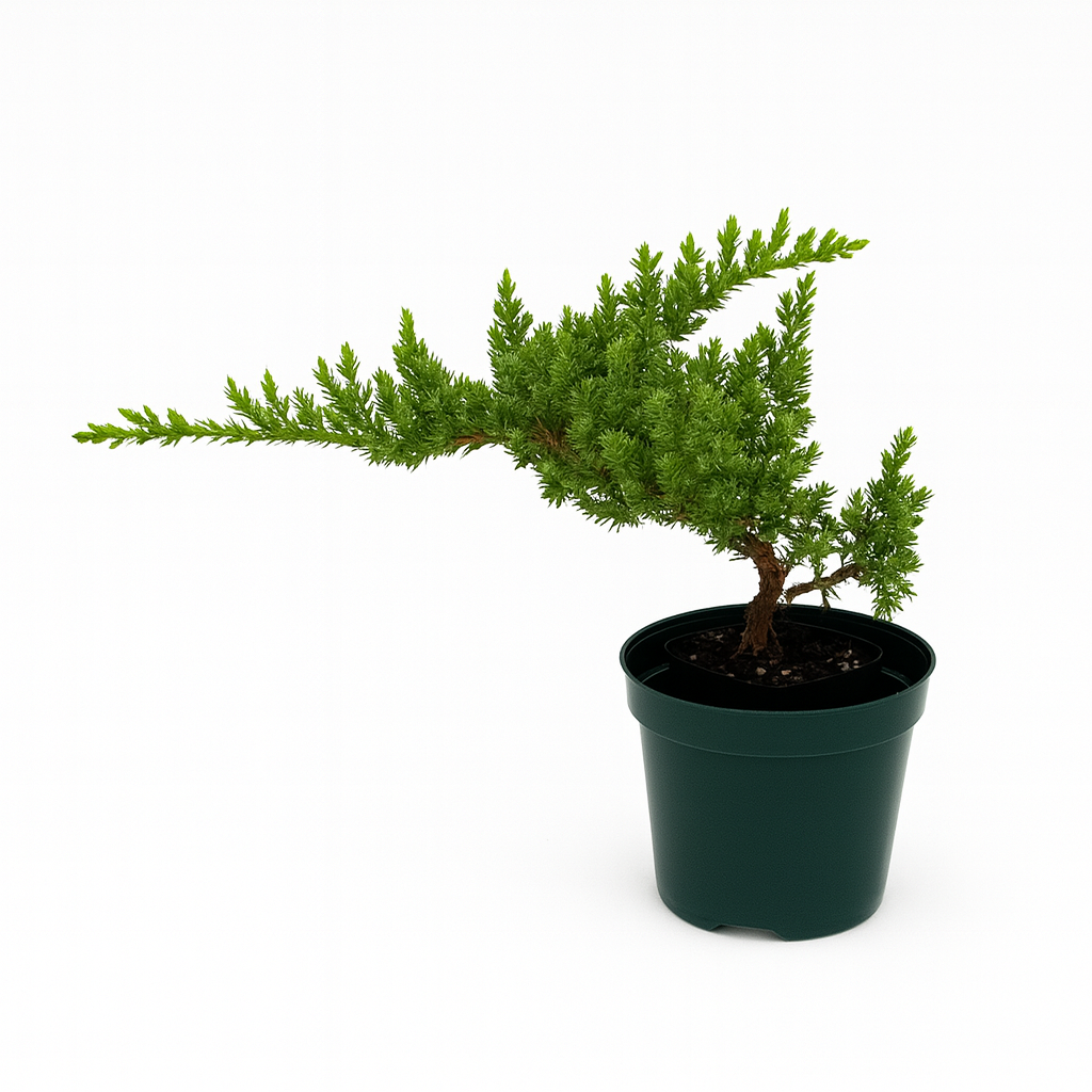 Juniper Procumbens Nana, Pre-Bonsai Shape