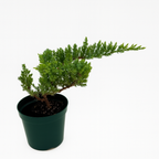 Juniper Procumbens Nana, Pre-Bonsai Shape