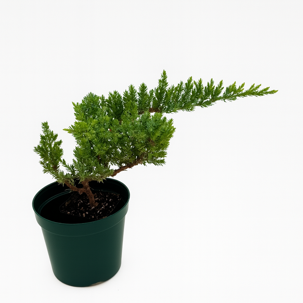 Juniper Procumbens Nana, Pre-Bonsai Shape