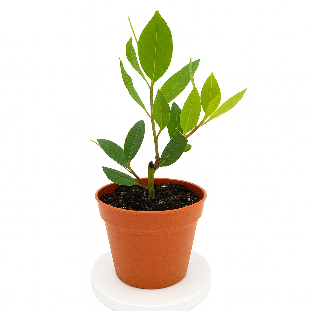 Laurus nobilis bay leaf plant in pot with fresh green leaves for cooking and indoor herb garden