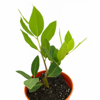 Evergreen bay leaf plant with aromatic leaves for home gardeners and chefs