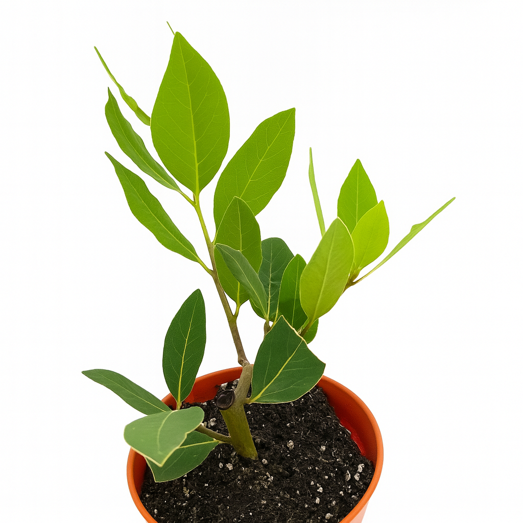 Evergreen bay leaf plant with aromatic leaves for home gardeners and chefs