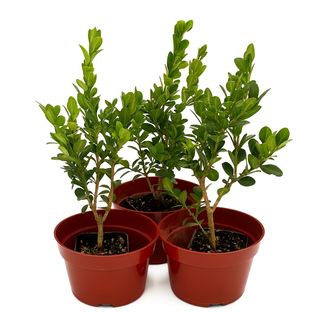 Winter Gem Boxwood hedge used for landscaping border