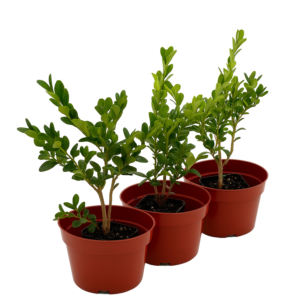 Healthy Winter Gem Boxwood shrub growing in sunlight