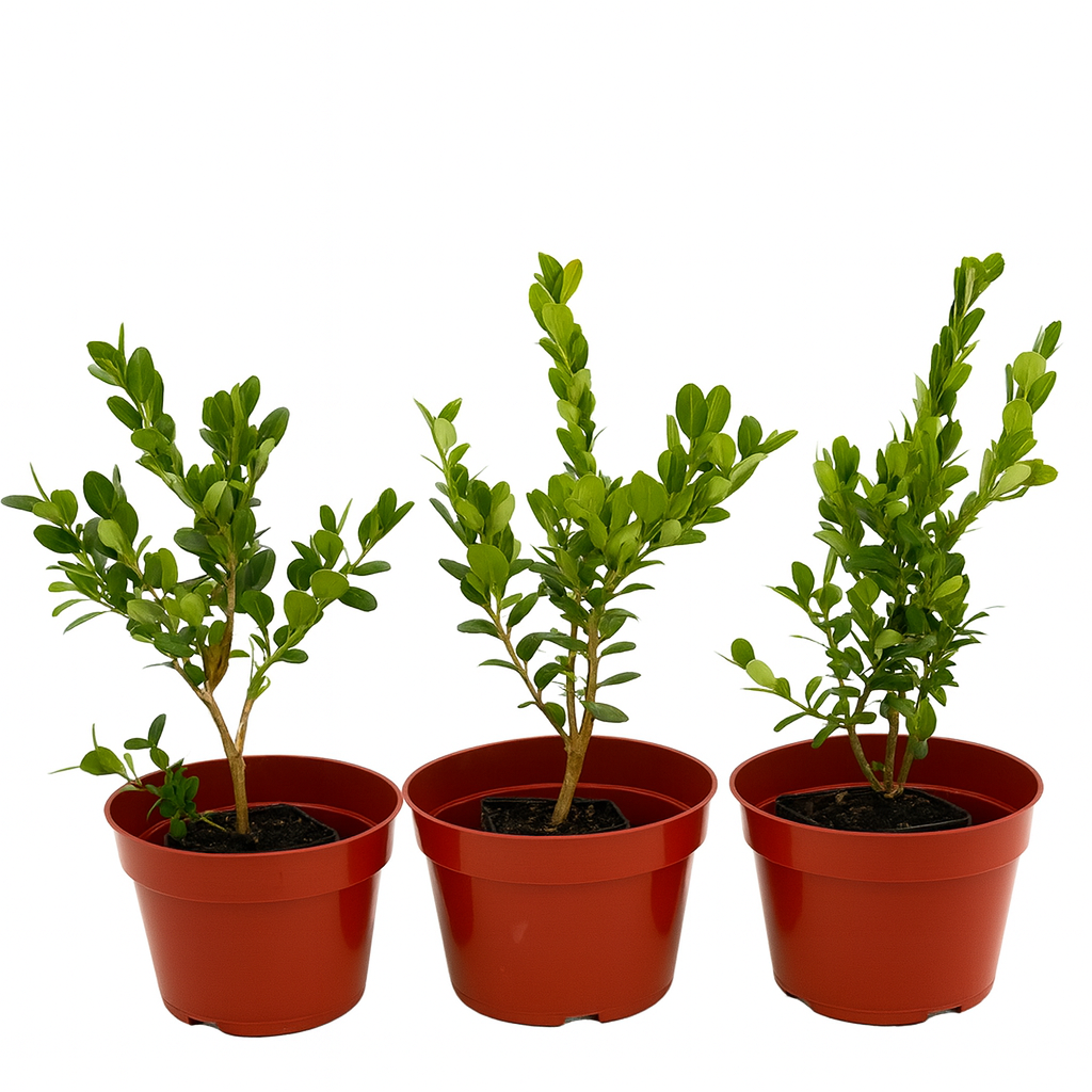 Winter Gem Boxwood shrub in garden landscape with green foliage