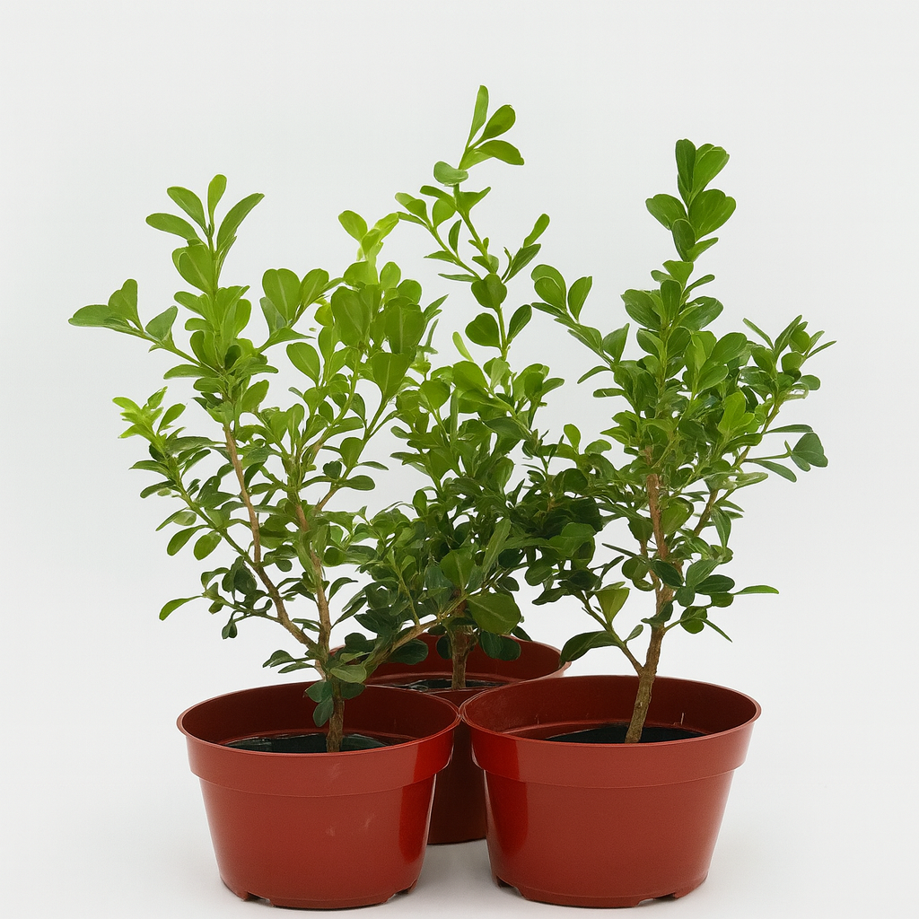 Close-up of Buxus Japonica Japanese Boxwood with lush green foliage
