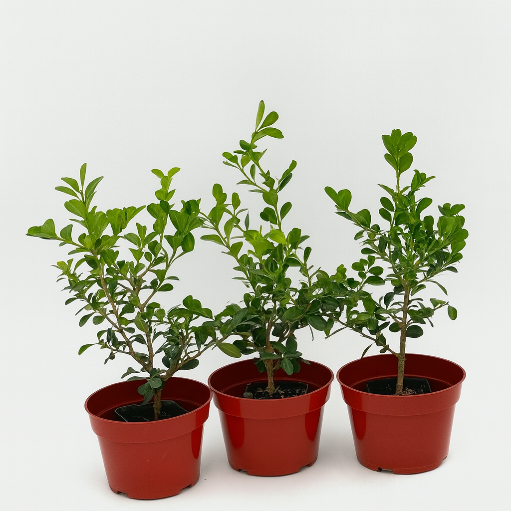 Evergreen Japanese Boxwood shaped into a garden border