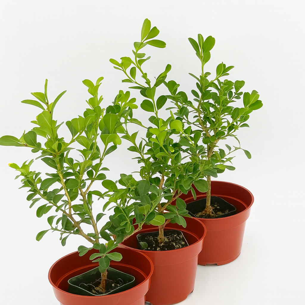 Healthy Buxus Japonica shrub with glossy green leaves