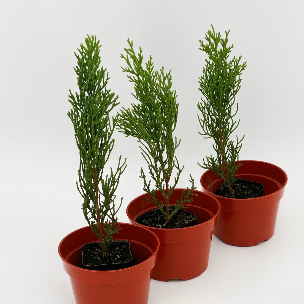 Mediterranean Italian Cypress for landscaping – columnar evergreen tree