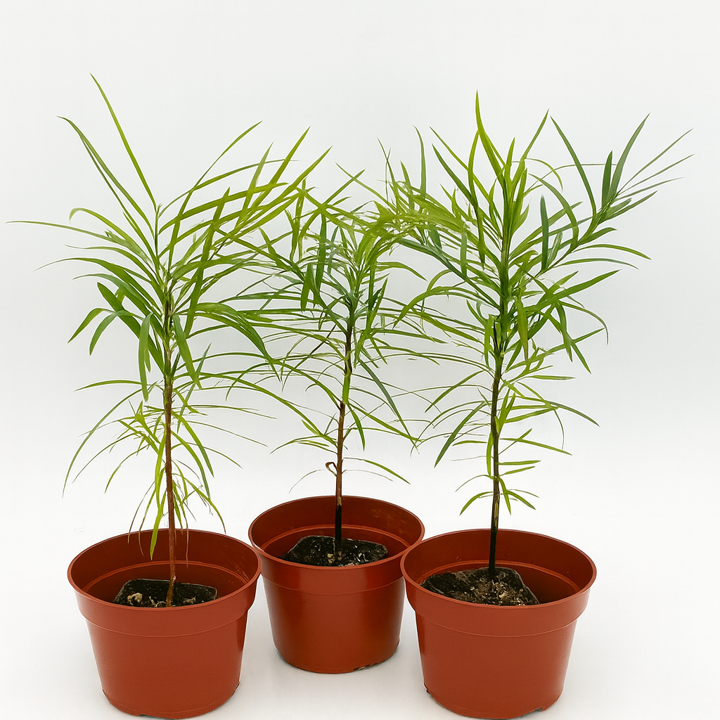 Low maintenance conifer topiary tree for garden, patio, or formal hedge