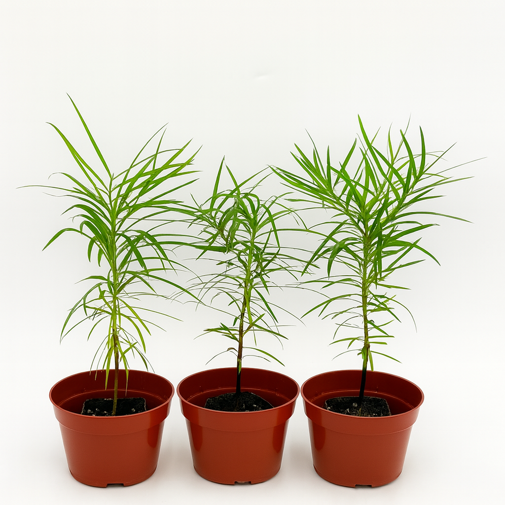Formal garden pyramidal evergreen tree used for screening or topiary
