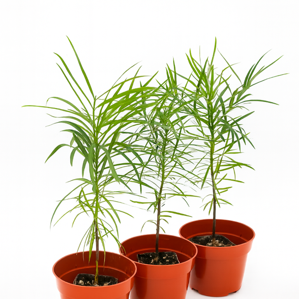 Pyramidal evergreen patio tree in decorative container with dense upright foliage